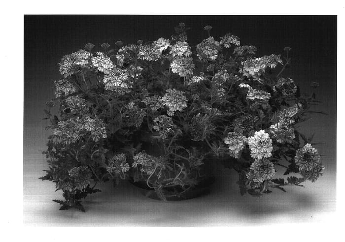 Figure 1 of US plant patent PP17712, the photograph of Swestrena printed in the patent.