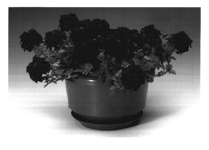 Figure 1 of US plant patent PP17713, the photograph of Carpuvi printed in the patent.