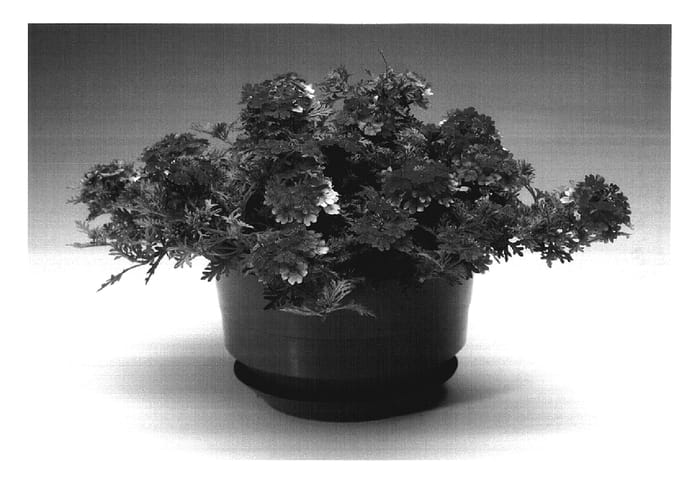 Figure 1 of US plant patent PP17714, the photograph of Carpin printed in the patent.
