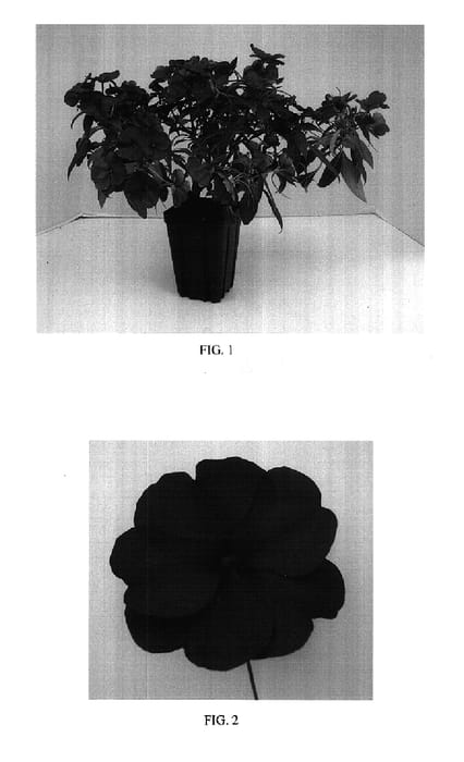 Figure 1 of US plant patent PP17715, the photograph of Balfafusimp printed in the patent.