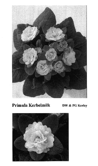 Figure 1 of US plant patent PP17716, the photograph of Kerbelmilk printed in the patent.