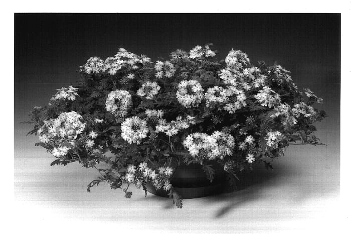 Figure 1 of US plant patent PP17717, the photograph of Carpiswi printed in the patent.