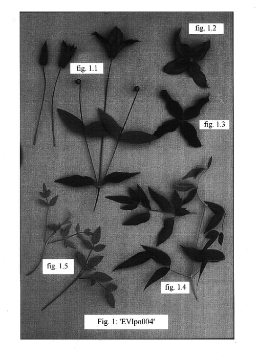 Figure 1 of US plant patent PP17718, the photograph of EVIpo004 printed in the patent.