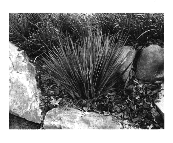 Figure 1 of US plant patent PP17719, the photograph of DR5000 printed in the patent.