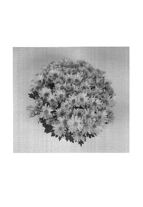 Figure 1 of US plant patent PP17720, the photograph of Mega Time Yellow printed in the patent.
