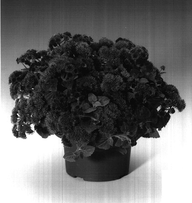 Figure 1 of US plant patent PP17721, the photograph of Agbic printed in the patent.