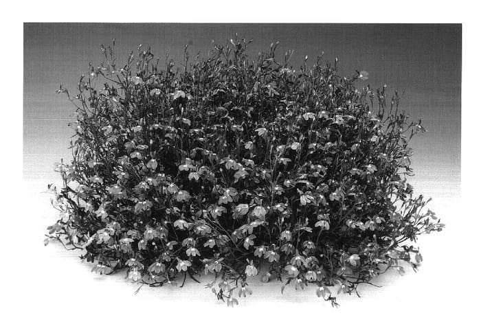 Figure 1 of US plant patent PP17722, the photograph of Loblilaca printed in the patent.