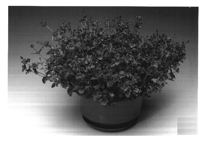 Figure 1 of US plant patent PP17723, the photograph of Diastusca printed in the patent.