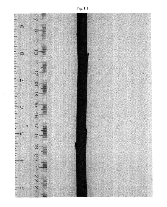 Figure 1 of US plant patent PP17724, the photograph of Canastota printed in the patent.
