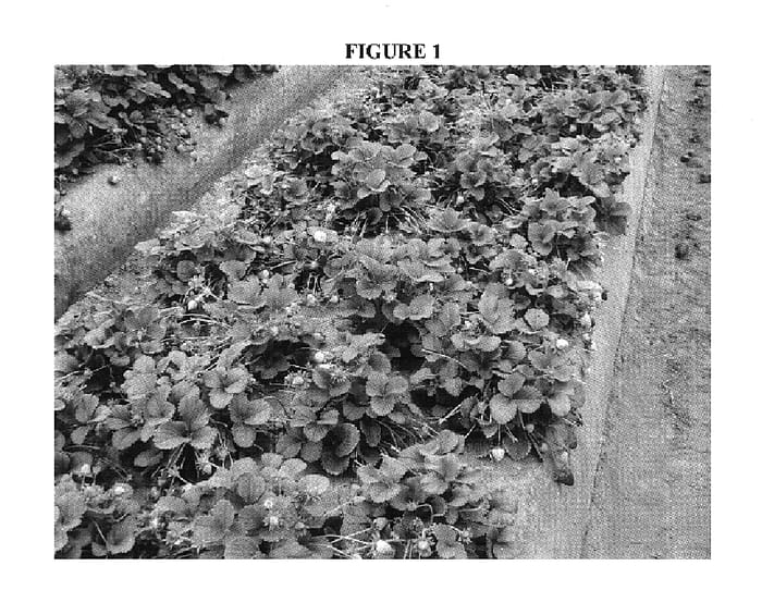 Figure 1 of US plant patent PP17725, the photograph of BG-1975 printed in the patent.