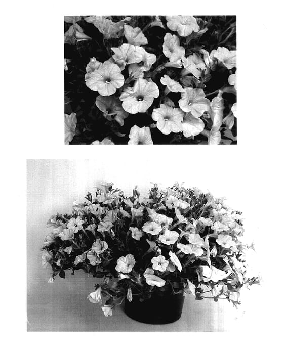 Figure 1 of US plant patent PP17726, the photograph of USTUNI7501 printed in the patent.