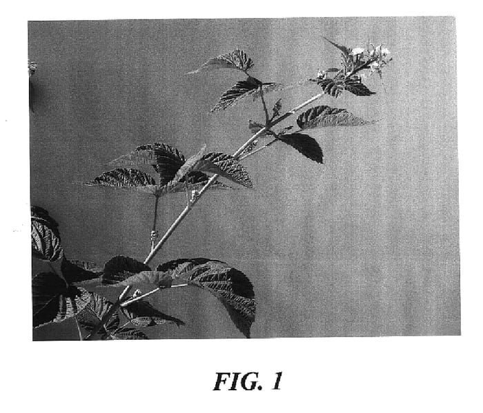 Figure 1 of US plant patent PP17727, the photograph of Explorer printed in the patent.