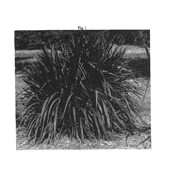 Figure 1 of US plant patent PP17728, the photograph of Princess printed in the patent.