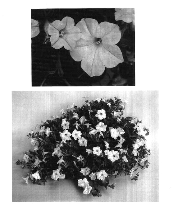 Figure 1 of US plant patent PP17729, the photograph of USTUNI7502 printed in the patent.