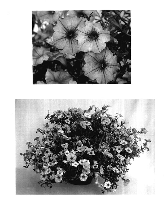 Figure 1 of US plant patent PP17730, the photograph of USTUNI6001 printed in the patent.