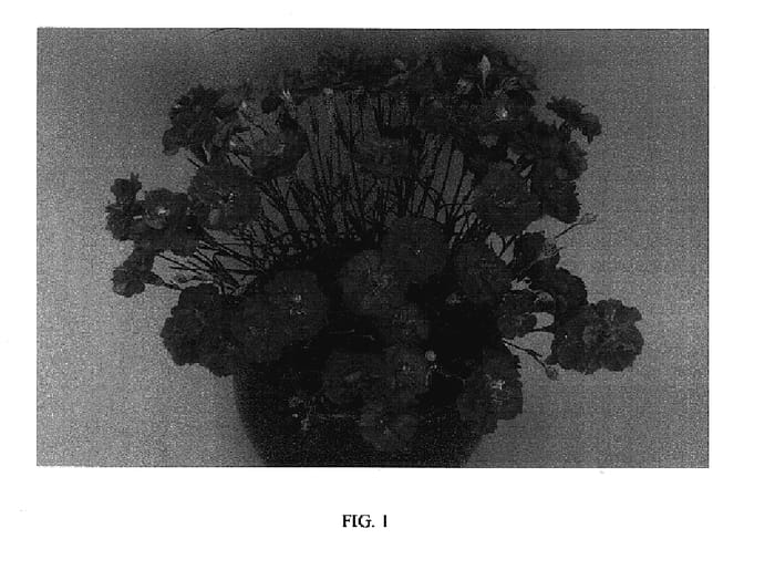 Figure 1 of US plant patent PP17731, the photograph of Devon Flores printed in the patent.