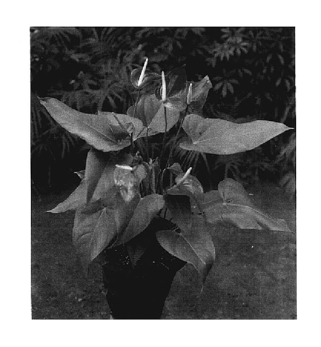 Figure 1 of US plant patent PP17732, the photograph of Red Sensation printed in the patent.