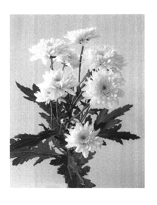 Figure 1 of US plant patent PP17733, the photograph of Eurobelle Lemon printed in the patent.