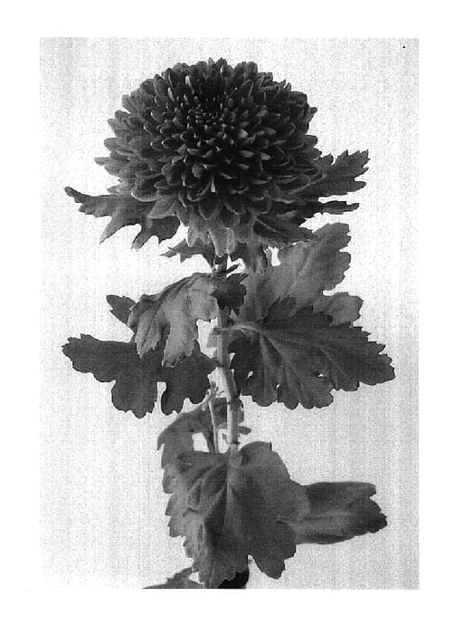 Figure 1 of US plant patent PP17734, the photograph of Deksinatra printed in the patent.