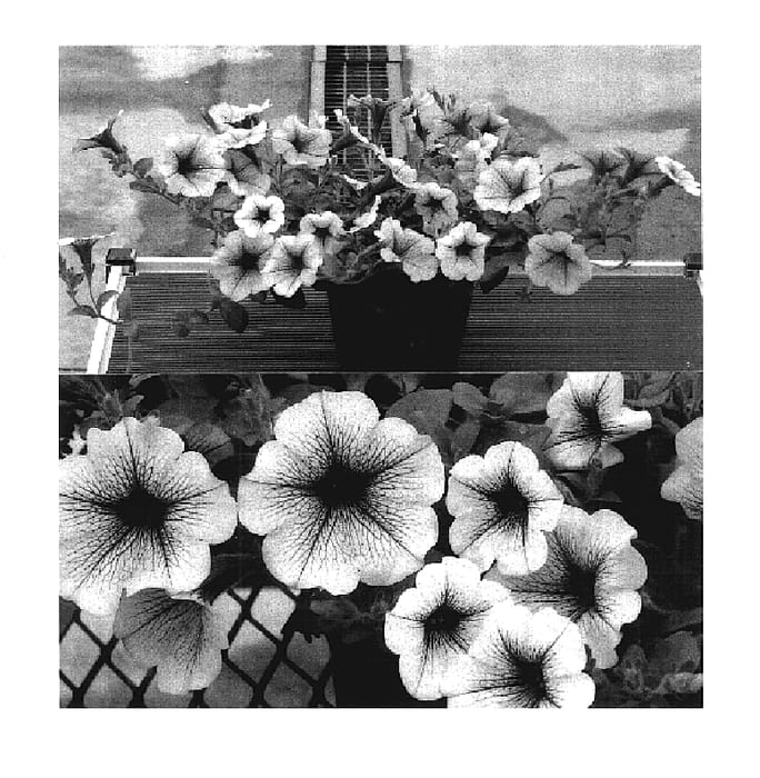 Figure 1 of US plant patent PP17735, the photograph of Sunsurfbv printed in the patent.
