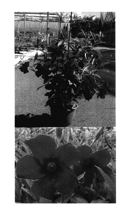 Figure 1 of US plant patent PP17736, the photograph of Sunmandecrikin printed in the patent.