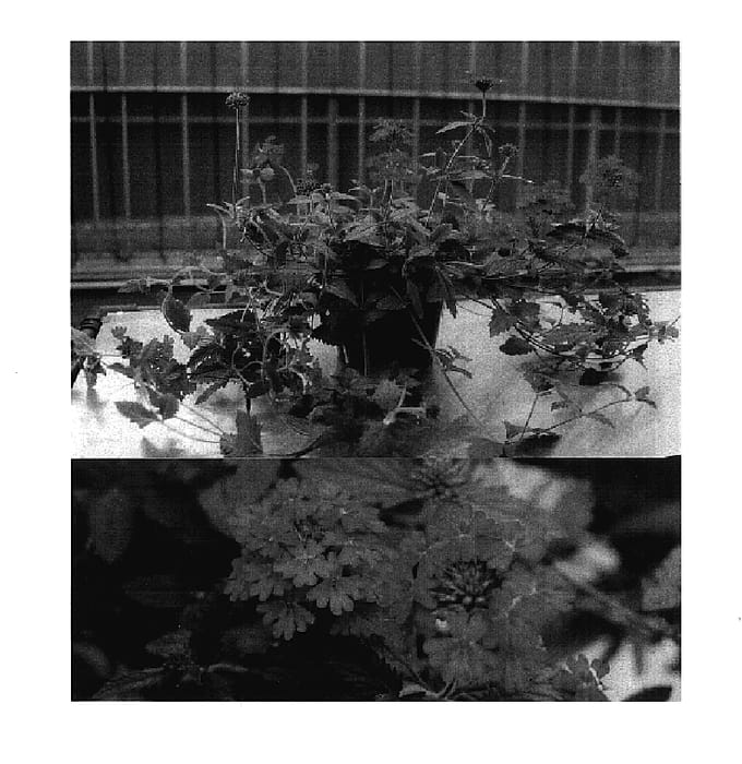 Figure 1 of US plant patent PP17737, the photograph of Sunmariburare printed in the patent.