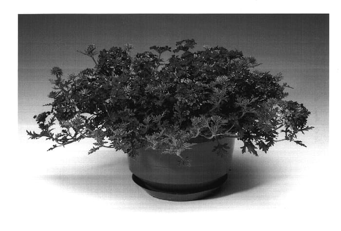 Figure 1 of US plant patent PP17738, the photograph of Carmapur printed in the patent.
