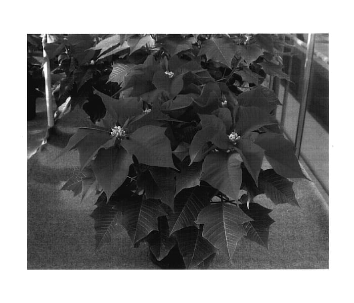 Figure 1 of US plant patent PP17739, the photograph of Fisdra printed in the patent.