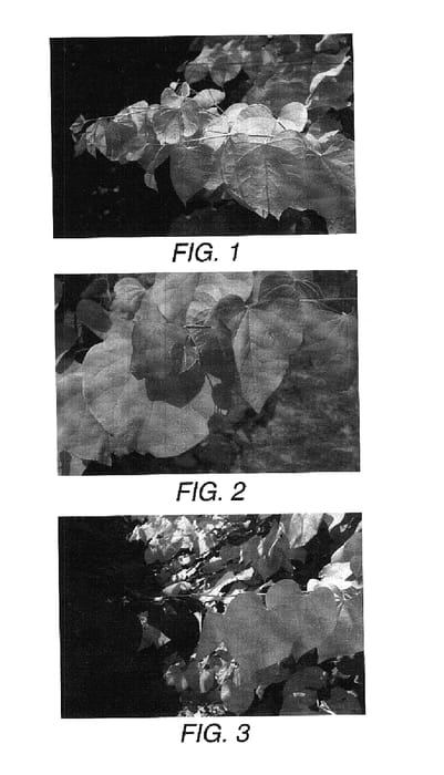 Figure 1 of US plant patent PP17740, the photograph of Hearts of Gold printed in the patent.