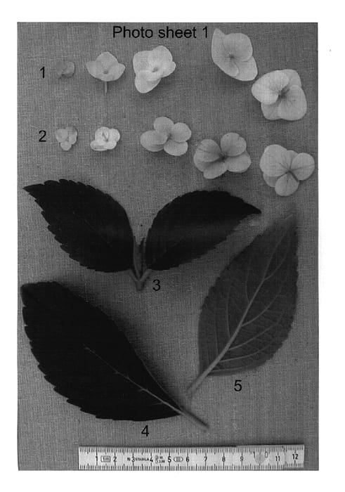 Figure 1 of US plant patent PP17741, the photograph of HYDone printed in the patent.