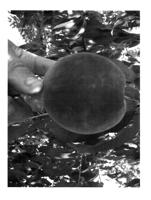 Figure 1 of US plant patent PP17742, the photograph of White County printed in the patent.