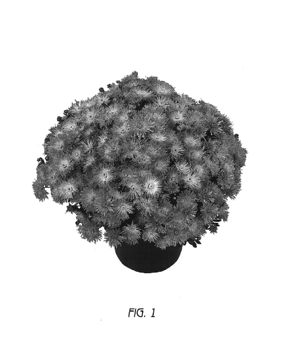 Figure 1 of US plant patent PP17743, the photograph of GEDI THREE CAMAN printed in the patent.