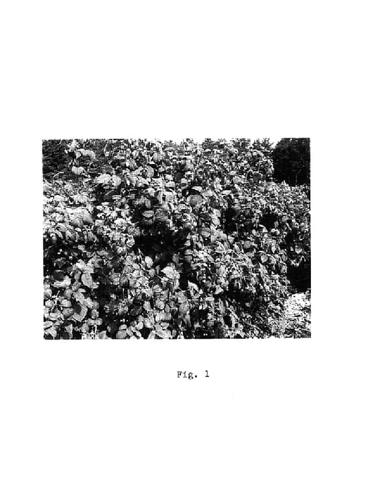 Figure 1 of US plant patent PP17744, the photograph of Moutere printed in the patent.