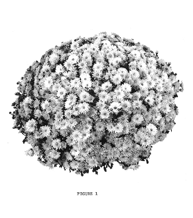 Figure 1 of US plant patent PP17745, the photograph of PPP PAD WH05 printed in the patent.