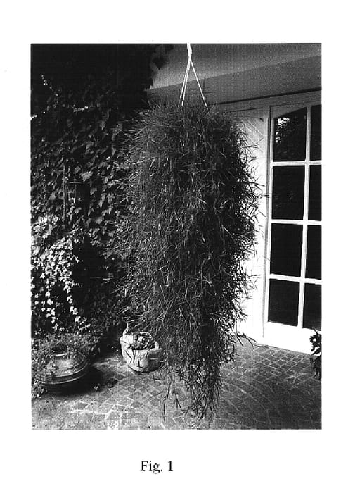 Figure 1 of US plant patent PP17746, the photograph of Green Twist printed in the patent.