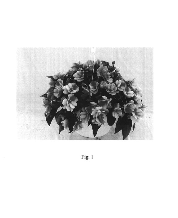 Figure 1 of US plant patent PP17747, the photograph of Applause Orange Bicolor printed in the patent.