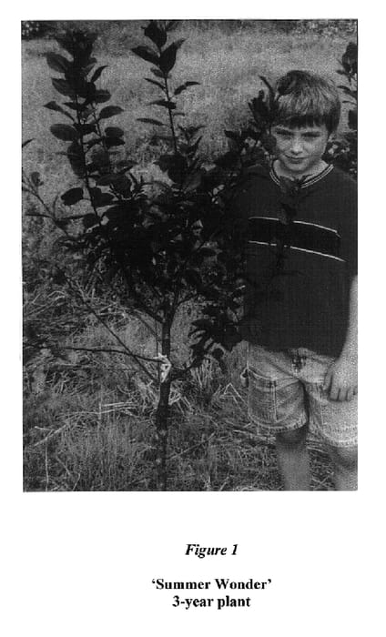 Figure 1 of US plant patent PP17748, the photograph of Summer Wonder printed in the patent.