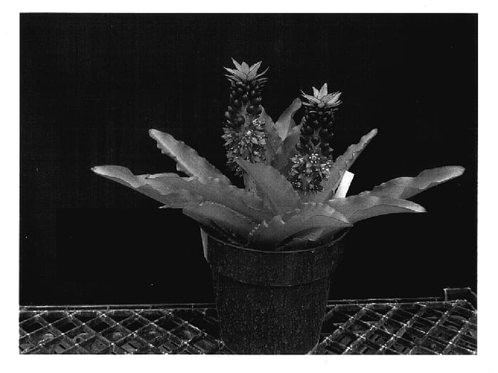 Figure 1 of US plant patent PP17749, the photograph of Eucomis 155 printed in the patent.