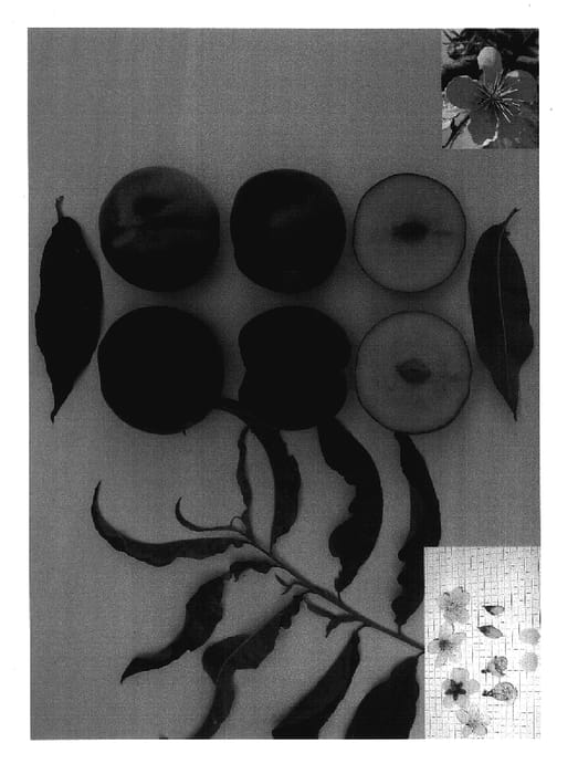 Figure 1 of US plant patent PP17750, the photograph of Spring Princess printed in the patent.