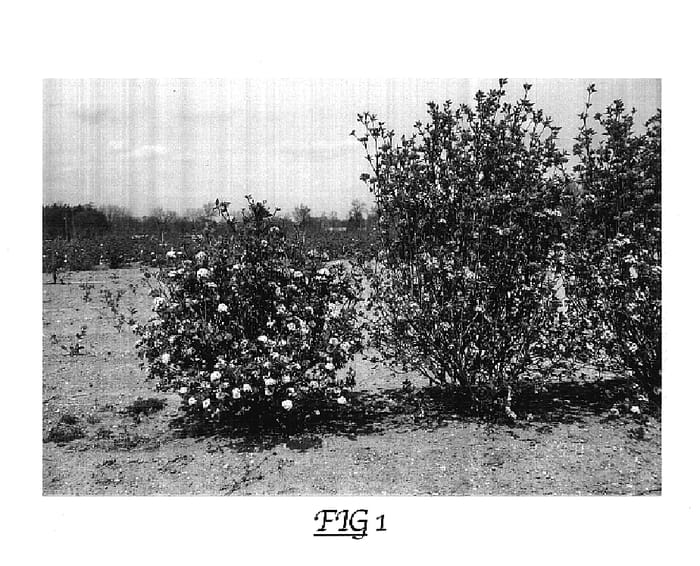 Figure 1 of US plant patent PP17751, the photograph of Duvone printed in the patent.