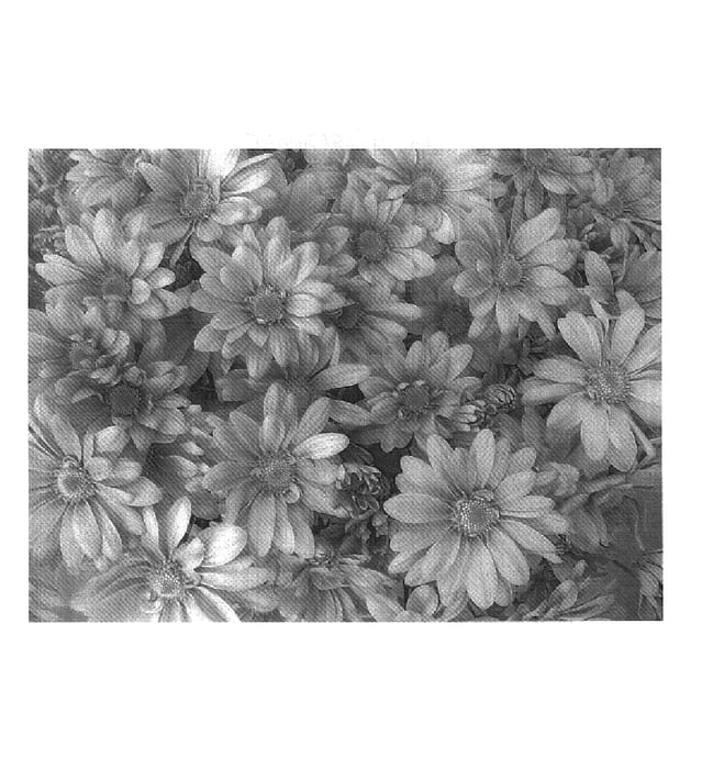 Figure 1 of US plant patent PP17752, the photograph of GGX 1084 printed in the patent.