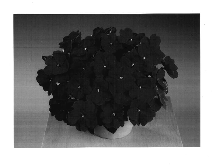 Figure 1 of US plant patent PP17753, the photograph of Fisnics Purpink printed in the patent.