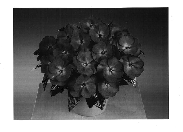 Figure 1 of US plant patent PP17754, the photograph of Fisupnic Purpink printed in the patent.