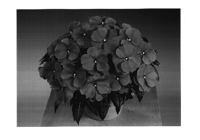 Figure 1 of US plant patent PP17755, the photograph of Fisupnic Salmdeep printed in the patent.