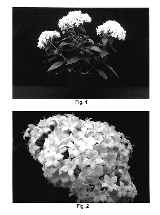 Figure 1 of US plant patent PP17756, the photograph of NAKPEN002 printed in the patent.