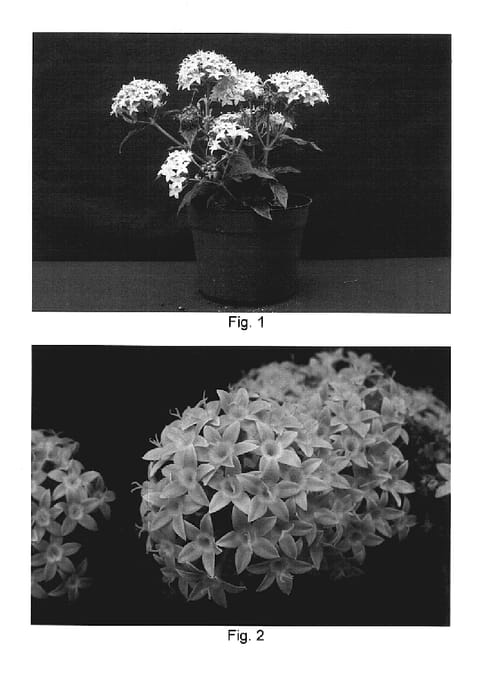 Figure 1 of US plant patent PP17757, the photograph of NAKPEN003 printed in the patent.