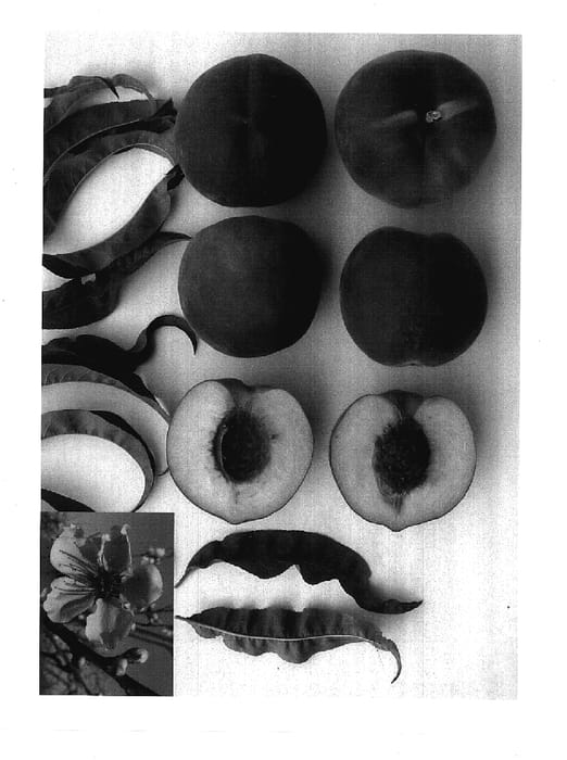 Figure 1 of US plant patent PP17758, the photograph of Diamond Candy printed in the patent.