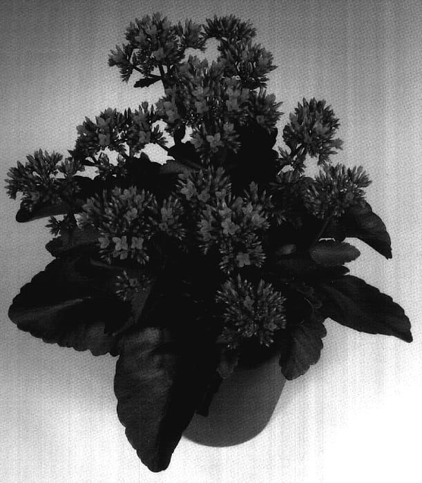 Figure 1 of US plant patent PP17759, the photograph of Fiveranda Orange printed in the patent.