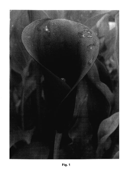 Figure 1 of US plant patent PP17760, the photograph of Purple Heart printed in the patent.
