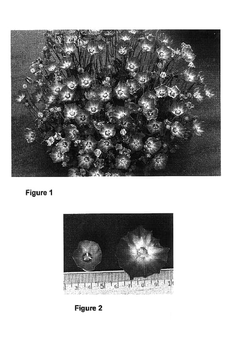 Figure 1 of US plant patent PP17761, the photograph of Royal Wave printed in the patent.